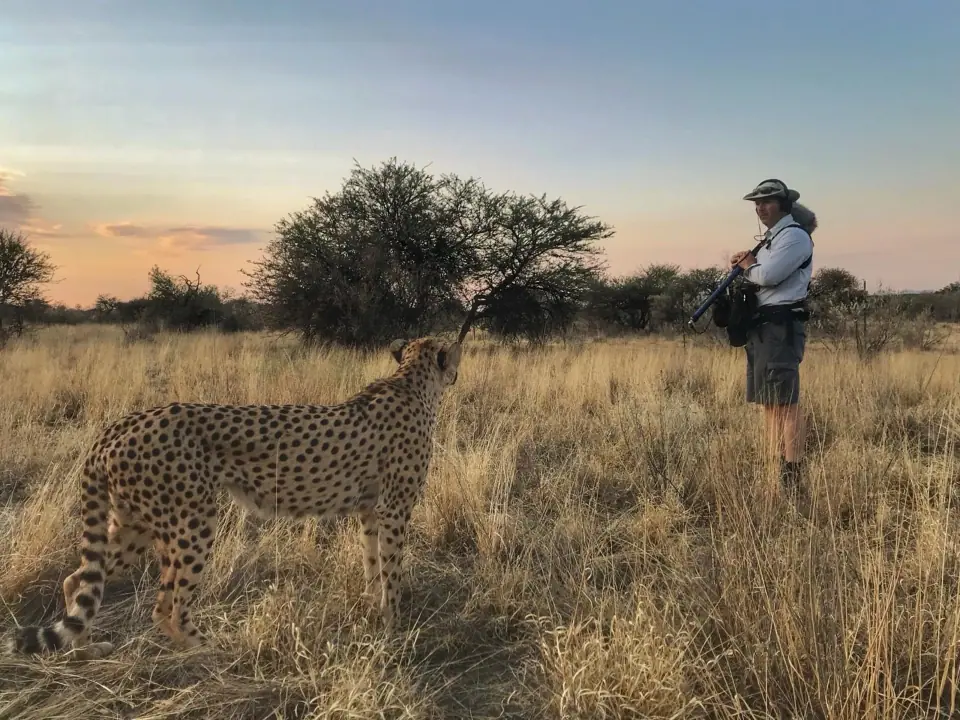 Sebastian wearing sound equipment and standing next to a cheetah