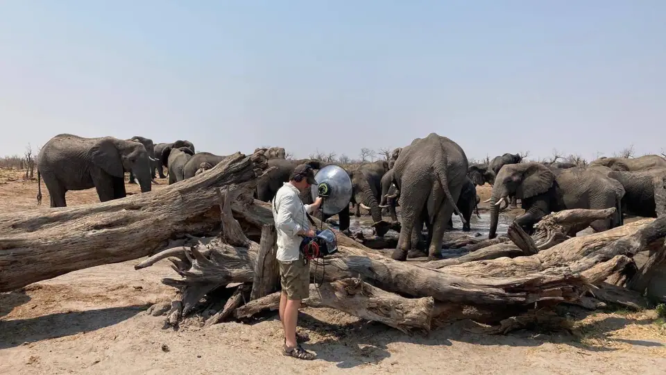 Sebastian recording elephants